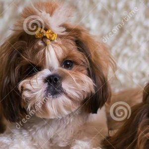 Meet your Posher, Robin